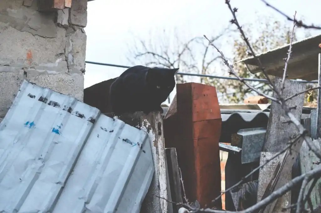 Black cat perched on a rustic fence in a cluttered yard.
